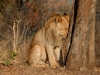 África, Zimbabwe Paseo con Leones