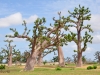 senegal-baobabs