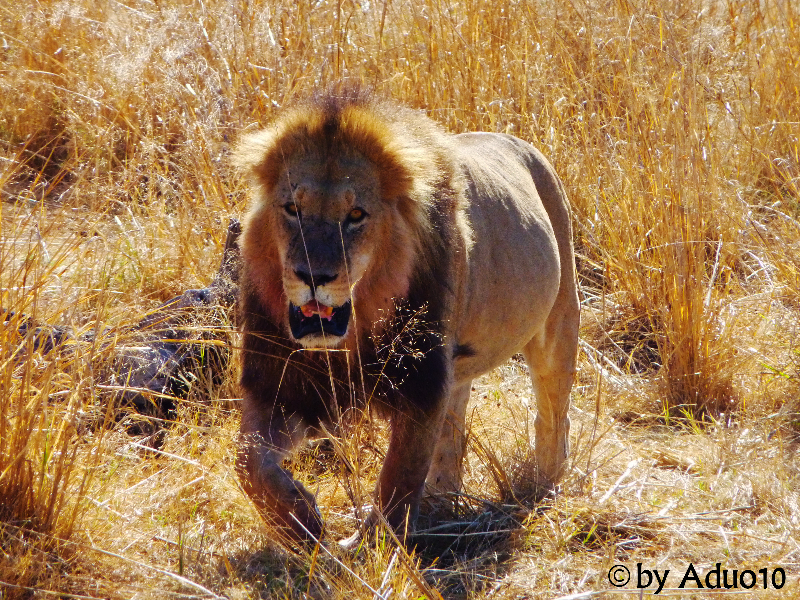 Botswana-P.N.Chobe