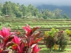 Arrozales en Indonesia