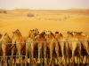 Camellos en desierto de Dubái