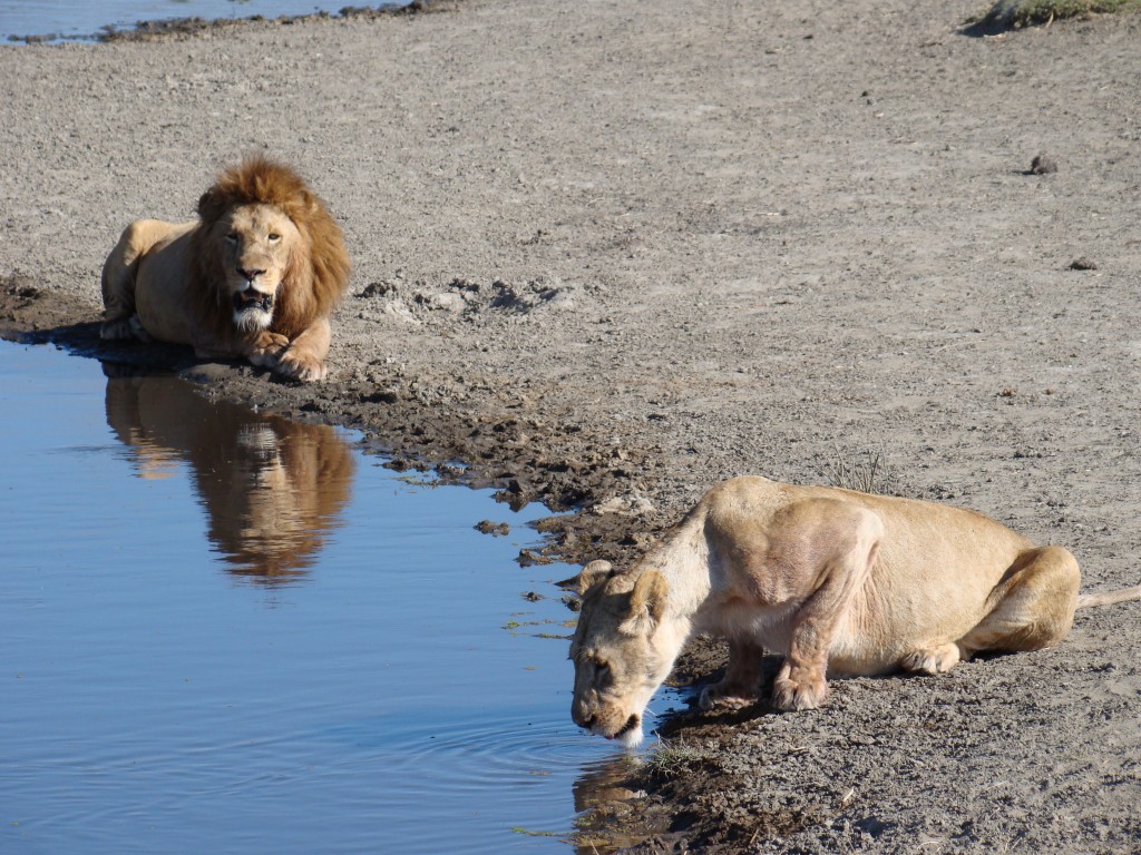 Leones