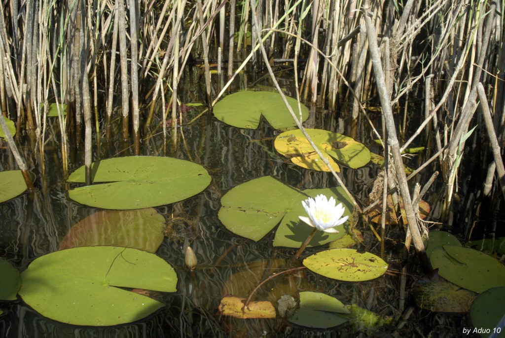 Delta Okavango